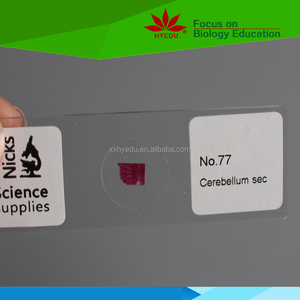 Individuelle Objektträger zur Auswahl aus dem Set Humanen Histologie-Gewebeobjektträger, Histologie-Gewebeobjektträger - Product Image 2