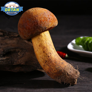 Detan salvaje fresco setas <span class=keywords><strong>boletus</strong></span> producción - Product Image 1