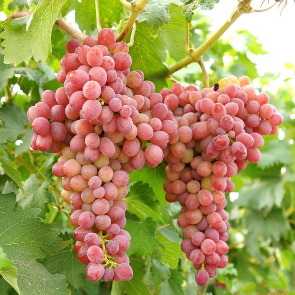 新鲜红球葡萄出售红球葡萄大小 - buy red globe grapes size,frozen