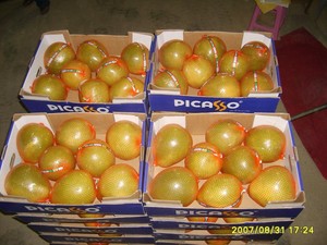 Taze çin <span class=keywords><strong>Pomelo</strong></span> toptan