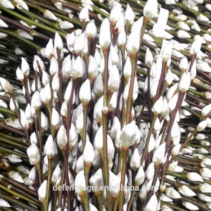 Rami di Salice Bianco Essiccati per Decorazioni Primaverili e Artigianato - Product Image 2