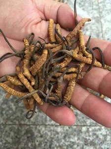 <span class=keywords><strong>Cordyceps</strong></span> <span class=keywords><strong>Sinensis</strong></span> di Alta Qualità Detan - Product Image 5