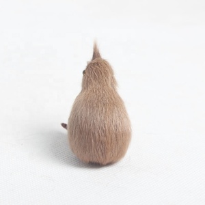 Nieuw-zeeland Meest Beroemde Vogel Leukste baby <span class=keywords><strong>kiwi</strong></span> vogel