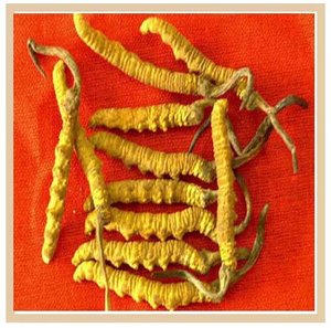 Vente chaude Cordyceps sinensis (<span class=keywords><strong>Yarsagumba</strong></span>) Extrait 30% de Polysaccharides - Product Image 3