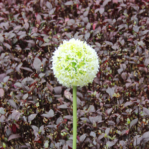 Solare Giardino Luce Della Decorazione Del Fiore del Dente di Leone - Product Image 4