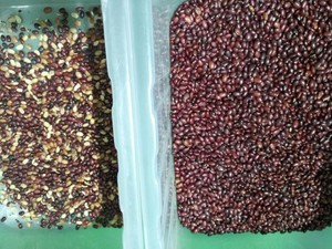 Machine de tri de couleur des grains de haute technologie, trieuse de couleur des grains de café - Product Image 4