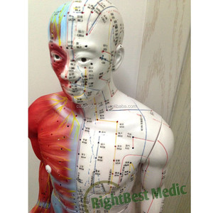 84cm masculino corpo humano acupuntura pontos e modelo muscular ensino modelo de utilizador manual em inglês - Product Image 5