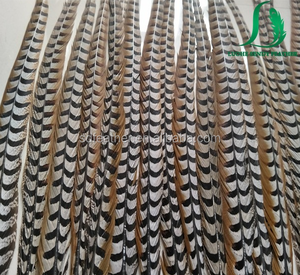 Proveedores de China de gran tamaño natural reeves <span class=keywords><strong>faisán</strong></span> plumas de cola para los trajes de carnaval - Product Image 1