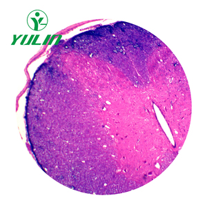 Mejor <span class=keywords><strong>Precio</strong></span> en Cordón Espinal T.S. Diapositivas de Histología Preparadas para Fines Educativos, Regalos de Biología para Adultos y Niños - Product Image 3