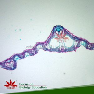 <span class=keywords><strong>Microscope</strong></span> de haute qualité, 100 pièces, diapositives préparées depuis l'usine directe - Product Image 3
