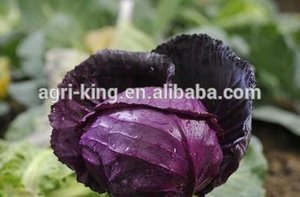 Xuất Khẩu Tươi Đỏ Trẻ Tím Bắp Cải Từ Trung Quốc - Product Image 4