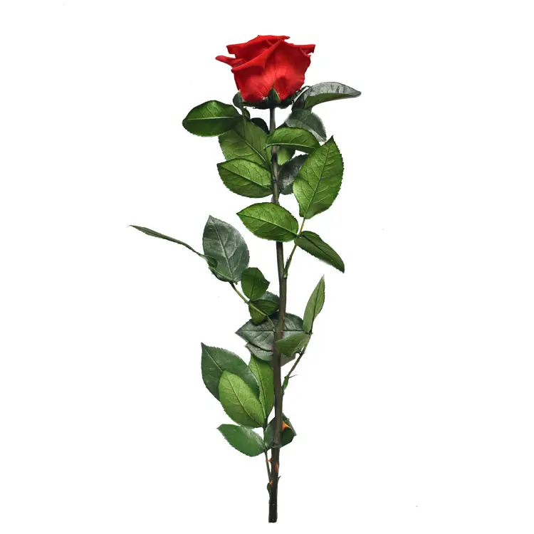 Rosa en caja redonda de un solo tallo inmortal, caja de rosas preservadas de grado A, venta al por mayor