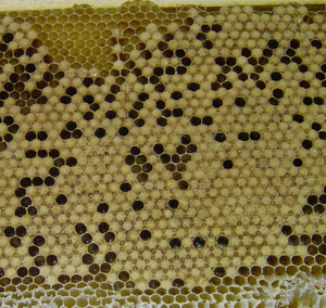 bay không người lái con nhộng bột đông khô - Product Image 3