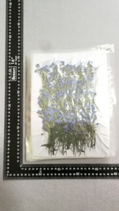 Reale Secchi Premuto Fiore, Dimenticare Me Non con la Filiale - Product Image 3