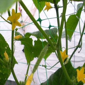 Filet de soutien pour plantes en HDPE vert/blanc avec mailles 10x10-15x17 pour plantes grimpantes et treillis de légumes - Product Image 3