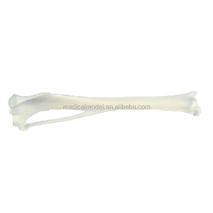 Canine/Con Chó Xương Chày Mô Hình Xương Cho Phẫu Thuật Đào Tạo - Product Image 1