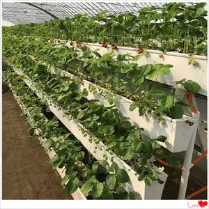 ราคาถูก Hydroponic สตรอเบอร์รี่ปลูกระบบ