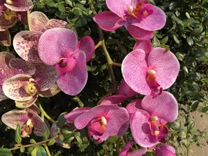 7 teste All'ingrosso Orchidea Fiore Reale di Tocco Phalaenopsis Artificiale di Alta Qualità Orchidea per vivere la Decorazione
