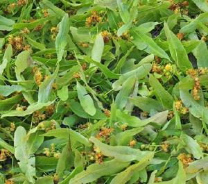 Té de Flores de <span class=keywords><strong>Tilo</strong></span> Secas Naturales, Flores de <span class=keywords><strong>Tilo</strong></span> Enteras - Product Image 4