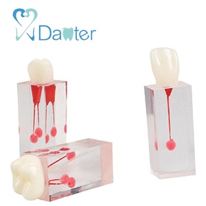 Hars Dentale Endodontische Tandmodel Met Wortelkanaalblok Voor Studentenstudie - Product Image 1