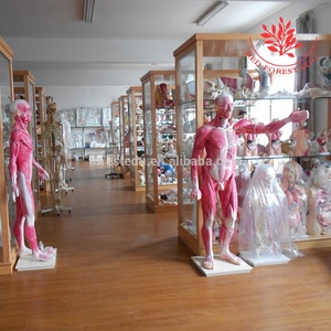 Modèle ovcouverts de vache, plastique, collège des animaux et infirmières anatomiques - Product Image 6