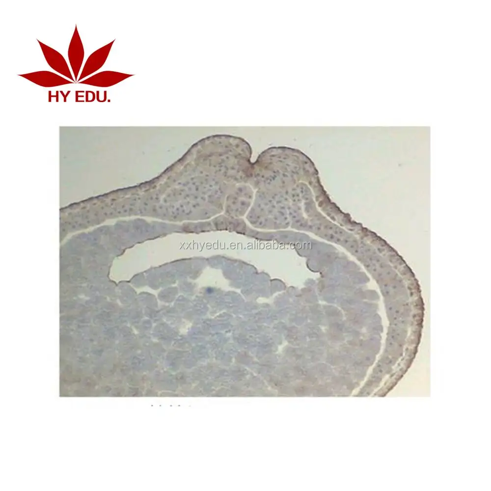 Individual slides you can choose Frog EmbryologyMicroscope Prepared Slides ,