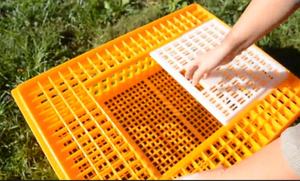 Prix promotionnel grands paniers de rotation de volaille PP durables et plus solides, boîtes de transport, cages de transport, etc. - Product Image 5