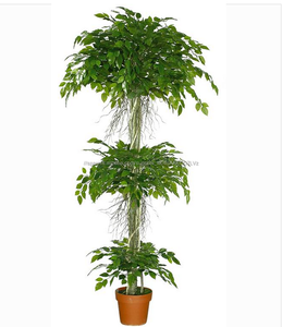 Plástico al por mayor de banyan bonsai, árboles bonsai ficus microcarpa - Product Image 6