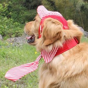 Sombrero de béisbol transpirable para mascotas, gorra de béisbol para <span class=keywords><strong>perro</strong></span>, a prueba de sol, venta al por mayor - Product Image 5