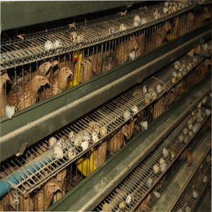 Diseño automático de capa jaulas de pollo comercial <span class=keywords><strong>codorniz</strong></span> capa jaula - Product Image 5