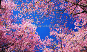 FZ020 quảng châu ihouse Sky cảnh <span class=keywords><strong>3d</strong></span> bức tranh tường cho trang trí trần nhà - Product Image 5