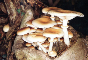 nous fournissons haute qualité agrocybe <span class=keywords><strong>aegerita</strong></span> extrait - Product Image 3