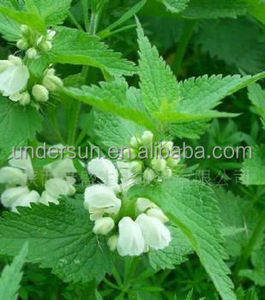 สารสกัดจากใบตำแยอินทรีย์ผงราก Sengal Persendian - Product Image 2