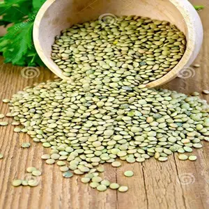 새로운 작물 녹색 렌즈 콩