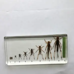 Ciclo de vida de insectos reales de modelos de espécimen de enseñanza de saltamontes especímenes de insectos para enseñanza escolar