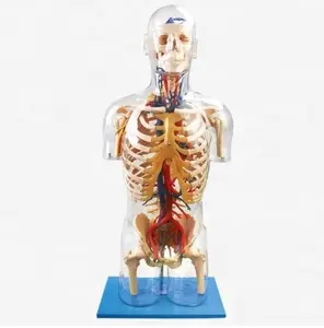 Modelo de cuerpo de anatomía humana transparente, con órganos internos, Torso transparente