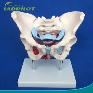 אגן נשי עם שרירים ואיברים חמה דגם, אדם נקבה אגן דגם