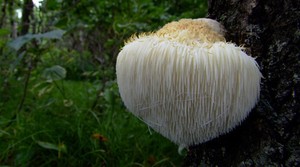 純粋な30% ベータDグルカンHericium Erinaceus多糖ライオンたてがみ乾燥キノコ粉末ライオンのたてがみエキス - Product Image 6