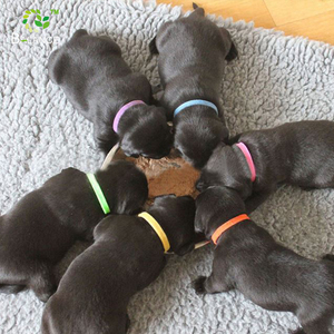 Collares de identificación para cachorros y perros, bandas de poliéster para mascotas, venta al por mayor, Collar de identificación para gatos sin hebilla, equilibrio sostenible para todas las estaciones - Product Image 4