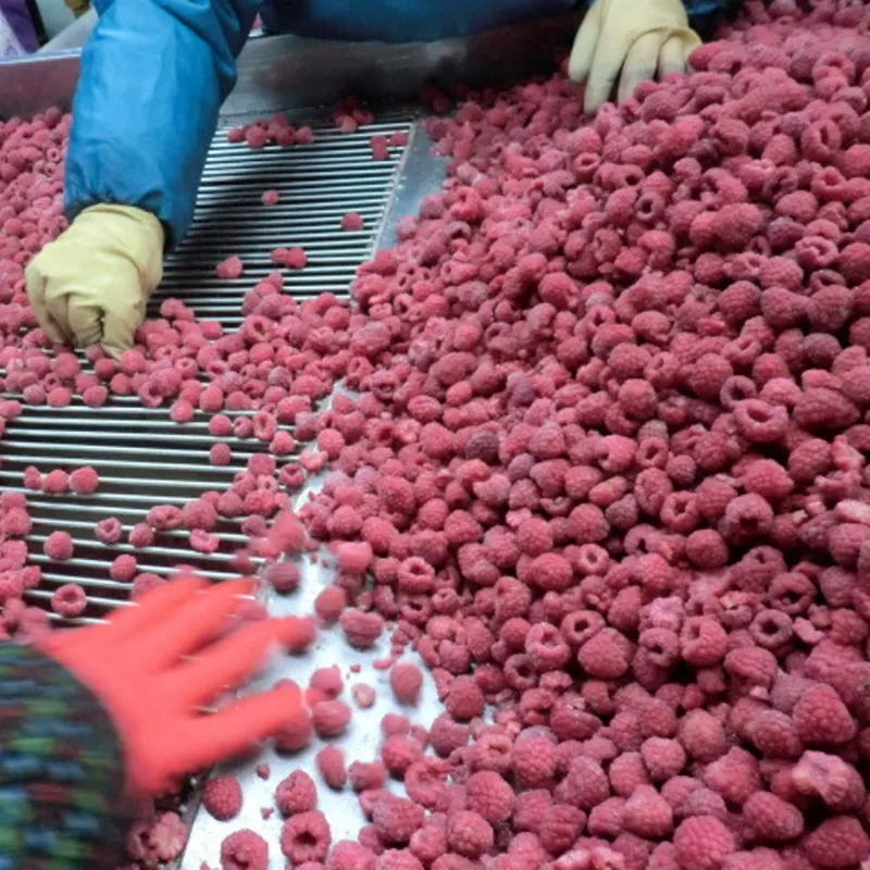 Fruits de raspberry glacée, livraison en chine, meilleur prix, iqf