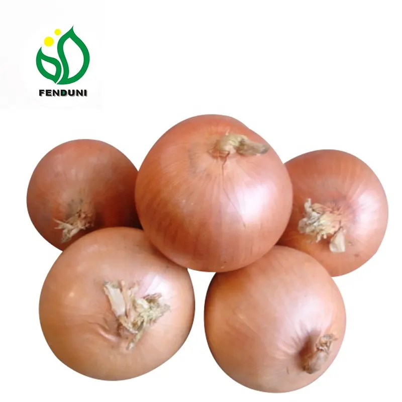 Hot Sales Fresh Onion/Onions Price Ton New Crop 20kg/25kg per bag, 5-7cm/6-8cm