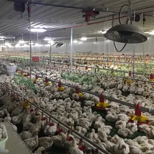 Qualità Alimentatore Bevitore di Pollame Automatico Sistema di Agricoltura Macchine Agricole Attrezzature per L'allevamento di Polli Da Carne e Allevatore di Polli
