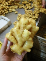 Gingembre frais chinois, haute qualité, avec norme exportation