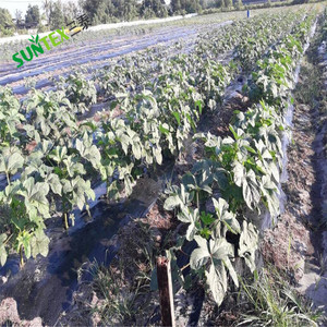 Couverture de sol en <span class=keywords><strong>plastique</strong></span> agricole / Membrane anti-mauvaises herbes / Paillis en <span class=keywords><strong>plastique</strong></span> <span class=keywords><strong>noir</strong></span> à vendre - Product Image 5