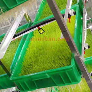 Chambres de culture d'<span class=keywords><strong>orge</strong></span> à énergie solaire, capacité quotidienne de 1000 kg |   Systèmes de germination de fourrage hydroponique pour l'industrie avicole - Product Image 6