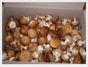 Detan shiitake frescos precios de mercado de setas - Product Image 2
