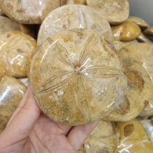 Madagascar pulido natural Starfish asteroide piedra fósiles espécimen Dropship - Product Image 5