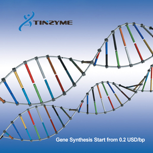 Công nghệ tổng hợp gen tinzyme chu kỳ ngắn đáng tin cậy và độ tinh khiết 99% tiên tiến 1-2 tuần thời gian dẫn biểu hiện vi khuẩn - Product Image 4