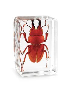 3D Trong Suốt Acrylic Cube Paperweight Resin Mẫu Với Bất Côn Trùng Nhà Máy OEM - Product Image 6