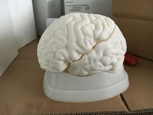人間シミュレーション脳医療3DモデルADA-A1050個在庫あり - Product Image 2